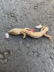 Elgaria multicarinata multicarinata