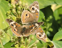 Junonia grisea