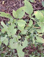 Physalis cinerascens spathulifolia