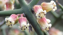 Colletia spinosissima