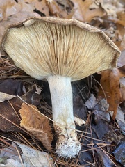 Tricholoma caligatum