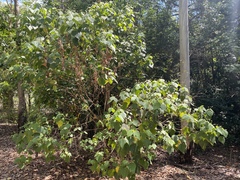 Macaranga involucrata