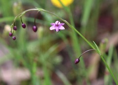 Arthropodium minus