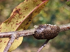 Malacosoma americana