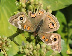 Junonia grisea