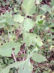 Physalis cinerascens spathulifolia