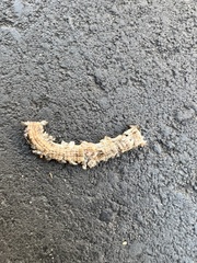 Elgaria multicarinata multicarinata