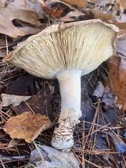 Tricholoma caligatum