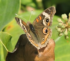 Junonia grisea