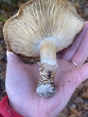 Tricholoma caligatum