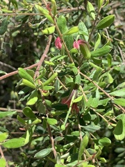 Grevillea quadricauda