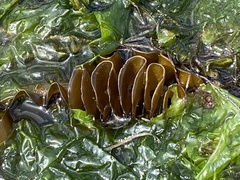 Undaria pinnatifida