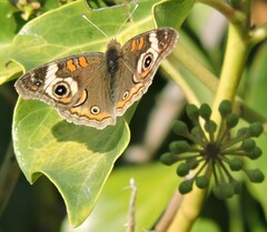 Junonia grisea