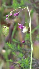 Arthropodium minus