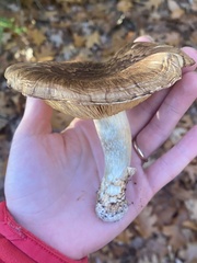 Tricholoma caligatum