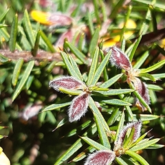 Pultenaea juniperina