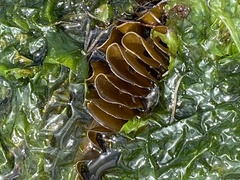 Undaria pinnatifida