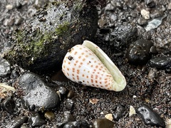 Conus eburneus