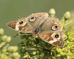 Junonia grisea