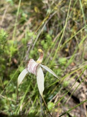 Caladenia venusta