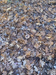 Tricholoma caligatum