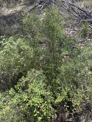 Grevillea quadricauda