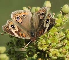 Junonia grisea