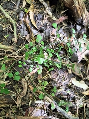 Asplenium hookerianum