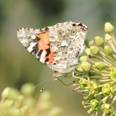 Vanessa cardui