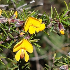 Pultenaea juniperina