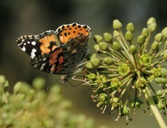 Vanessa cardui