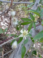 Clematis montevidensis