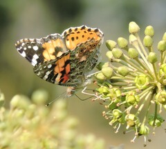 Vanessa cardui