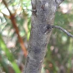 Pultenaea juniperina