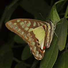 Graphium eurypylus