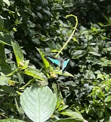 Graphium choredon