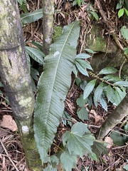 Microsorum membranaceum