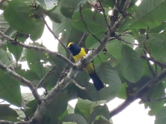Melanochlora sultanea