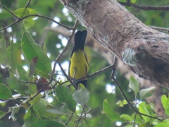 Melanochlora sultanea