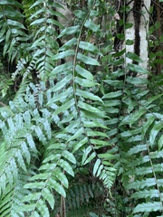 Blechnum filiforme