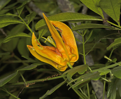 Passiflora aurantia aurantia