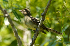 Elaenia sordida