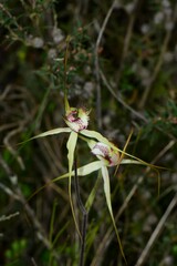 Caladenia tentaculata × venusta