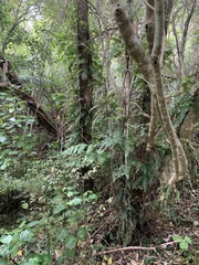 Blechnum filiforme