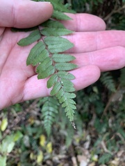 Blechnum filiforme