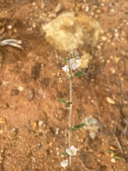 Aloysia gratissima