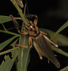 Gryllacrididae