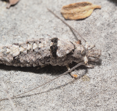 Meinertellidae