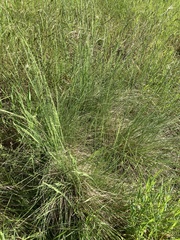 Poa labillardierei