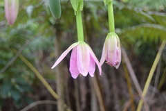 Passiflora tarminiana